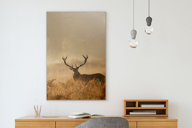 Akustikbild Hirsch Herbst