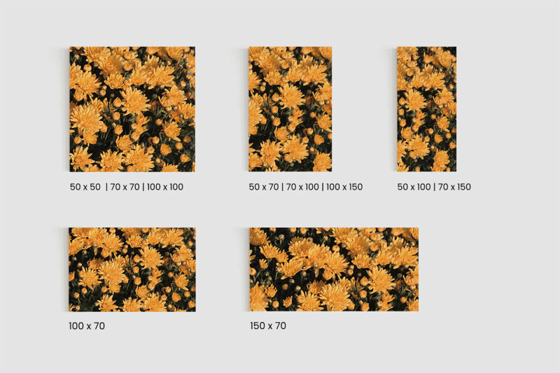 Akustikbild Chrysantheme
