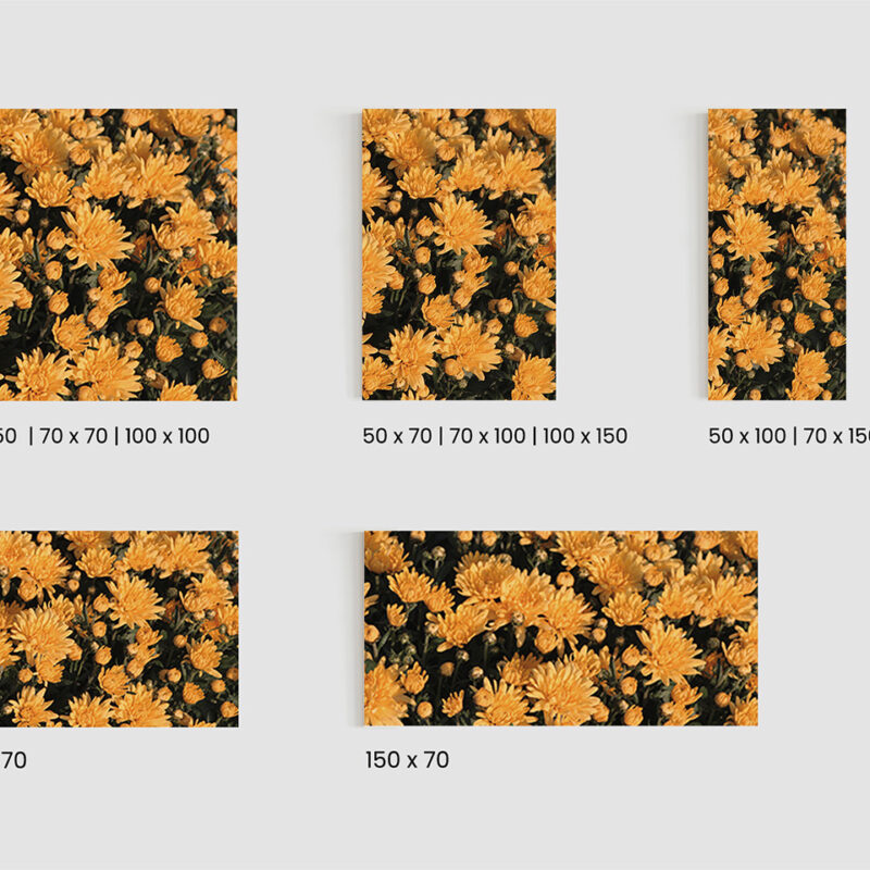 Akustikbild Chrysantheme