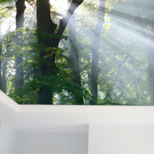 Detail Wald