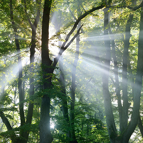 Motiv Lichterdecke Wald