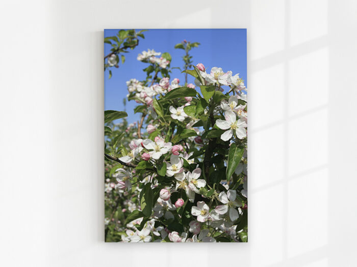 Glasbild Kirschblüte