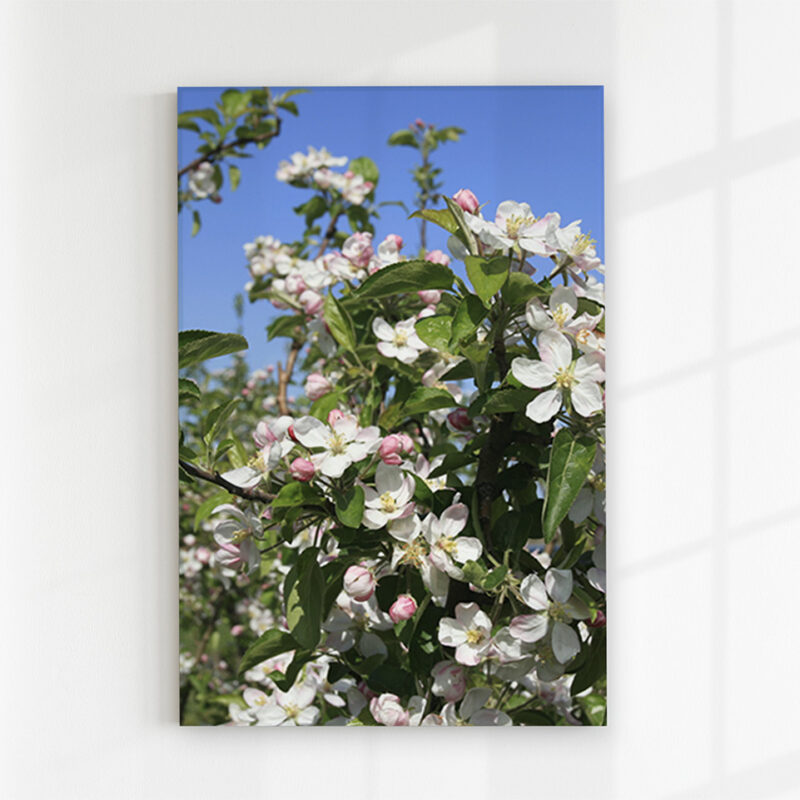Glasbild Kirschblüte