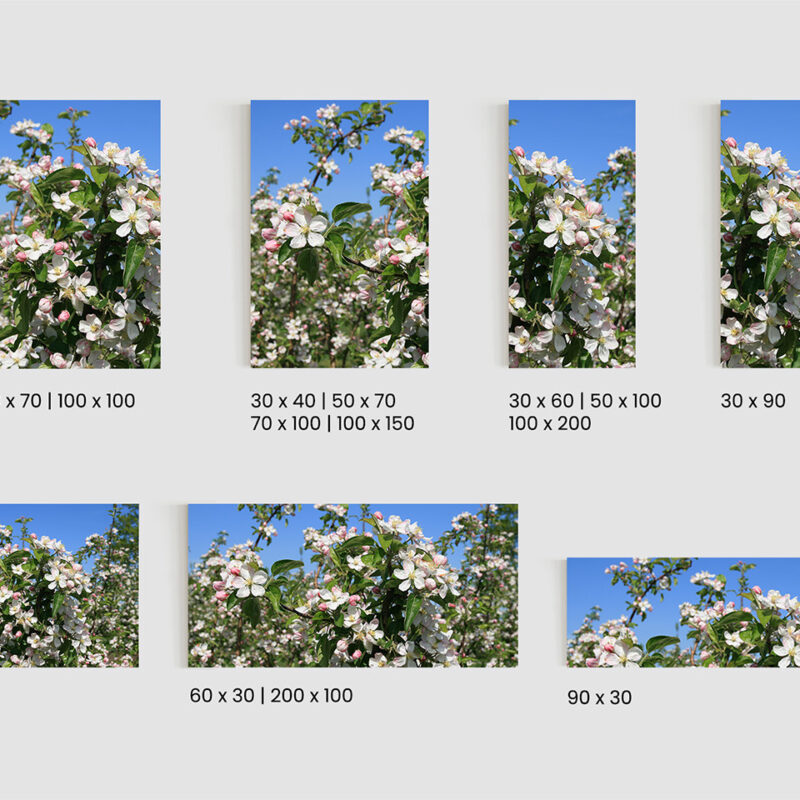 Glasbild Kirschblüte