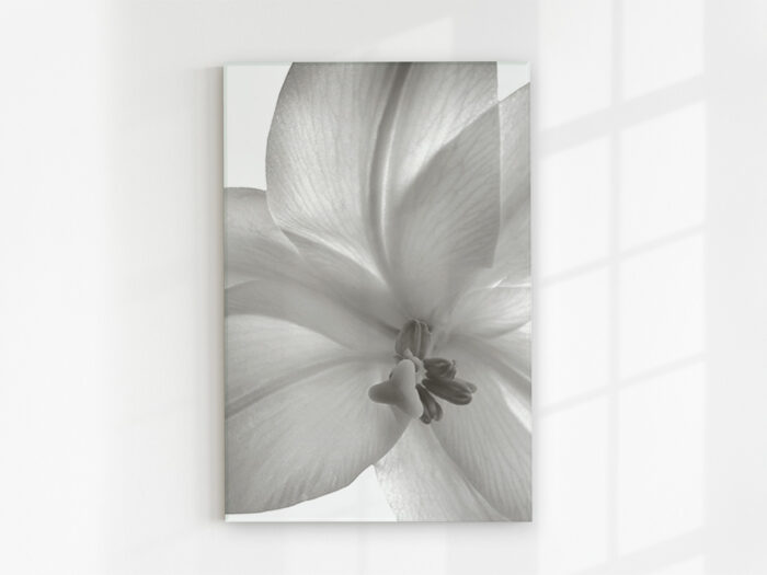 Glasbild Lilie