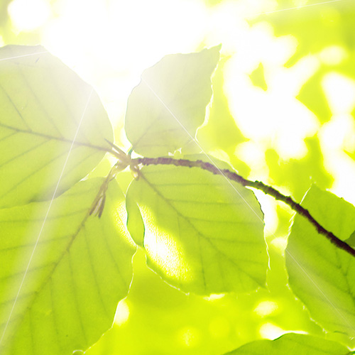 Lichtdecke blätter Detailansicht