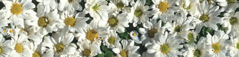 Motiv_weiße_Margariten_250x60