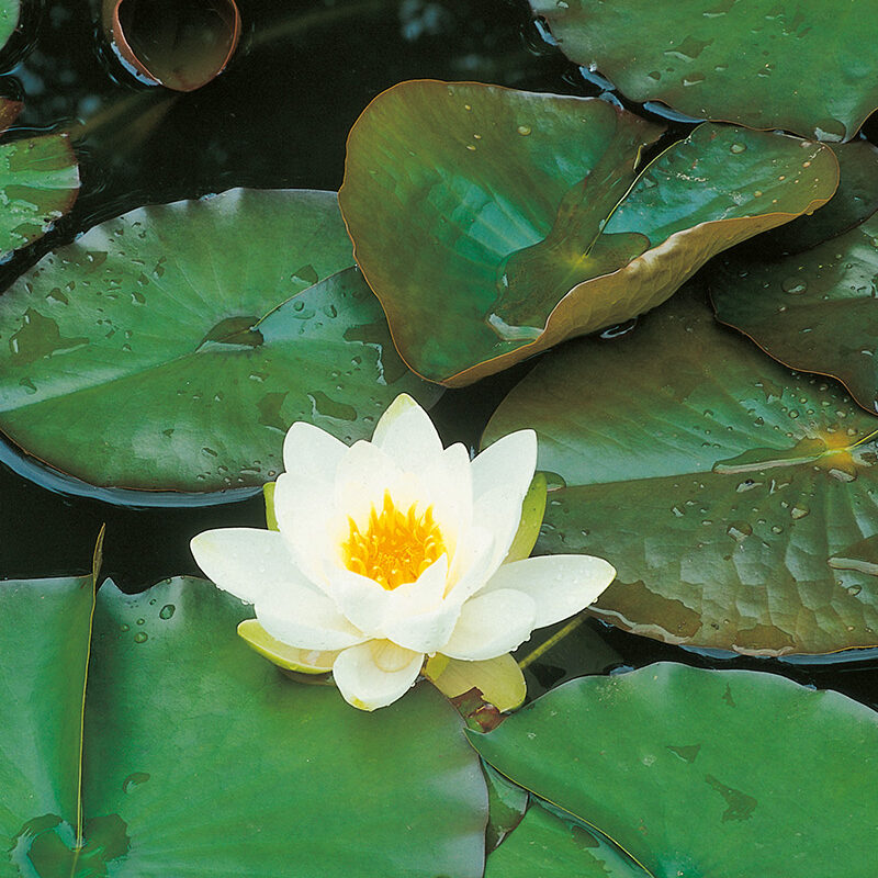 Duschtrennwand Seerose