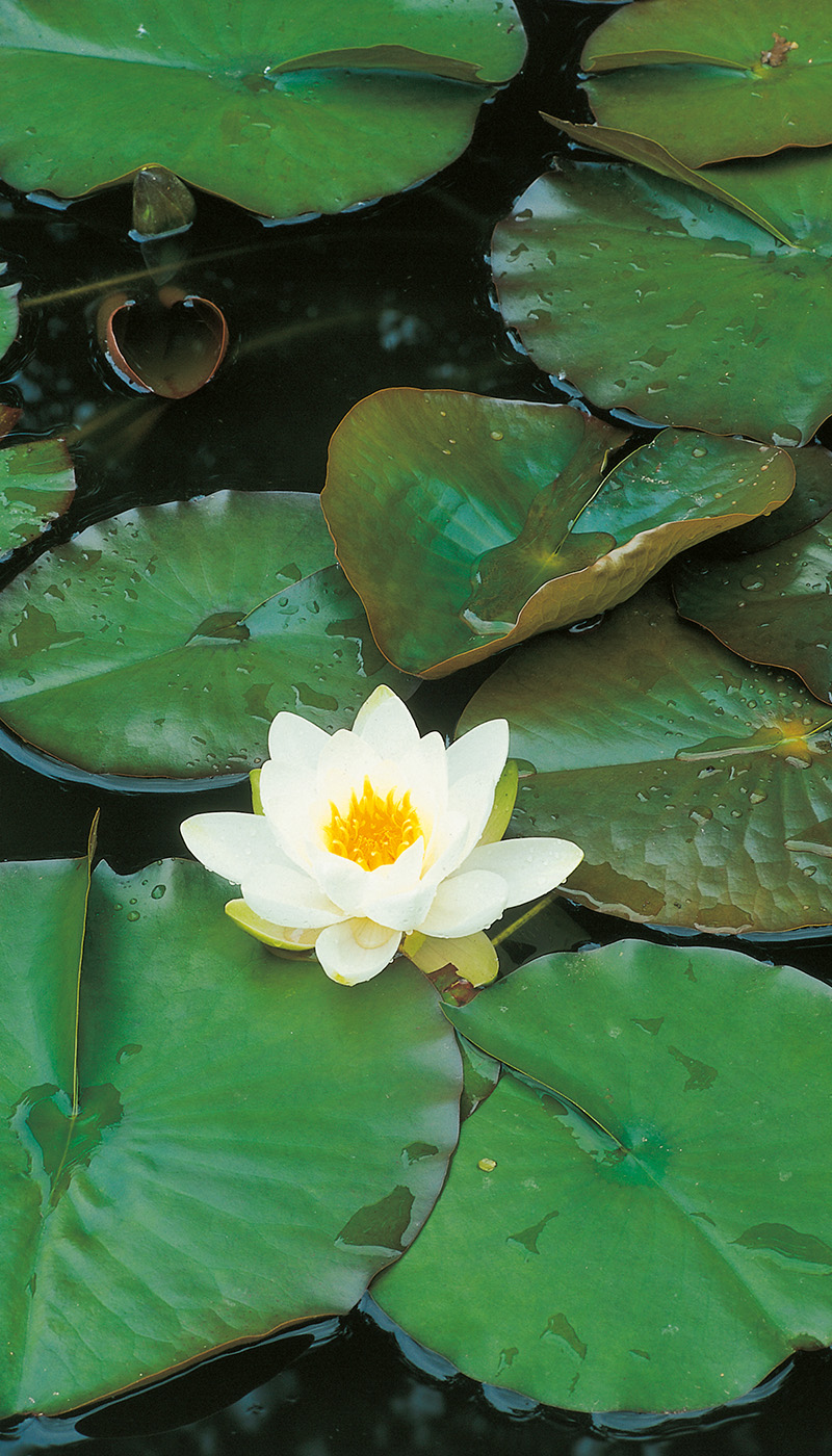 Duschtrennwand Seerose