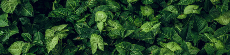 Motiv_Syngonium_250x60