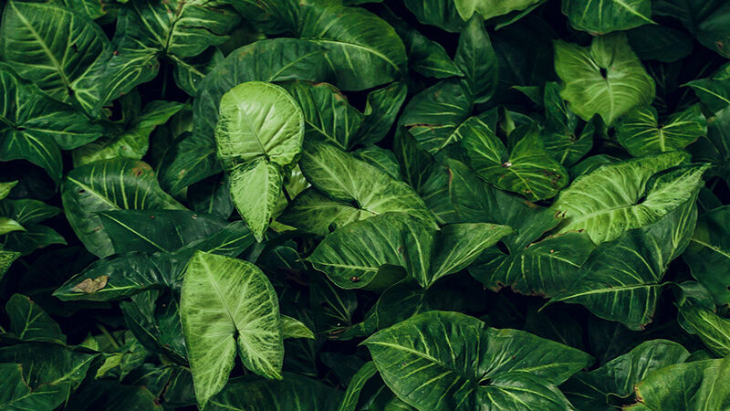 Motiv_Syngonium_250x60