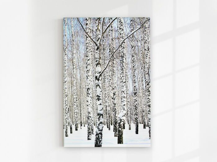 Glasbild_Birke-im-Schnee Glasbild Birke im Schnee