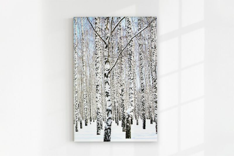 Glasbild_Birke-im-Schnee Glasbild Birke im Schnee