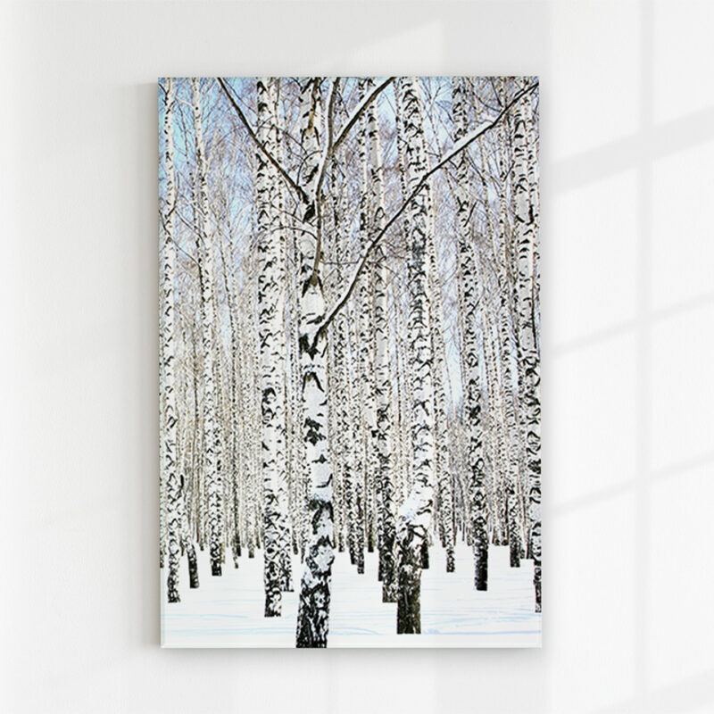 Glasbild_Birke-im-Schnee Glasbild Birke im Schnee