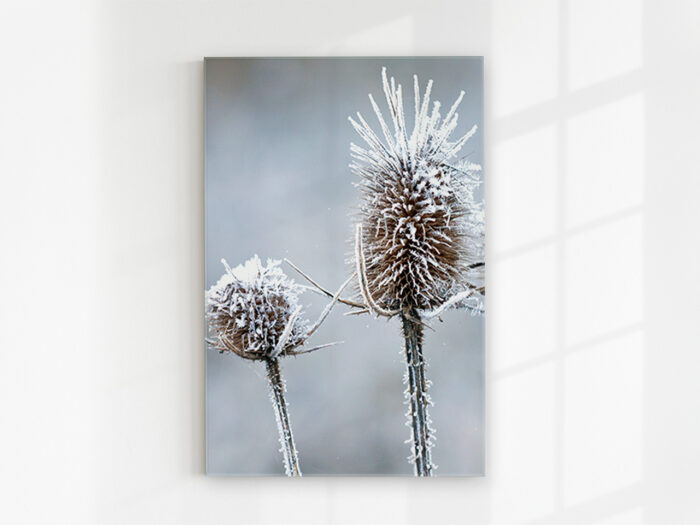 Glasbild_Eisblume Glasbild Eisblume