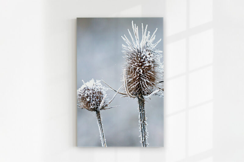 Glasbild_Eisblume Glasbild Eisblume