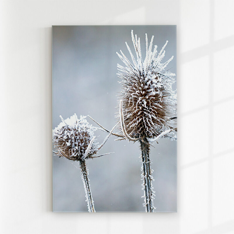 Glasbild_Eisblume Glasbild Eisblume