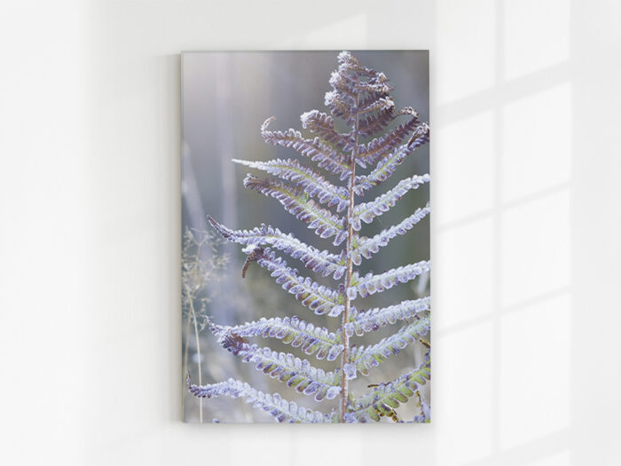 Glasbild_Eisfarn Glasbild Eisfarn