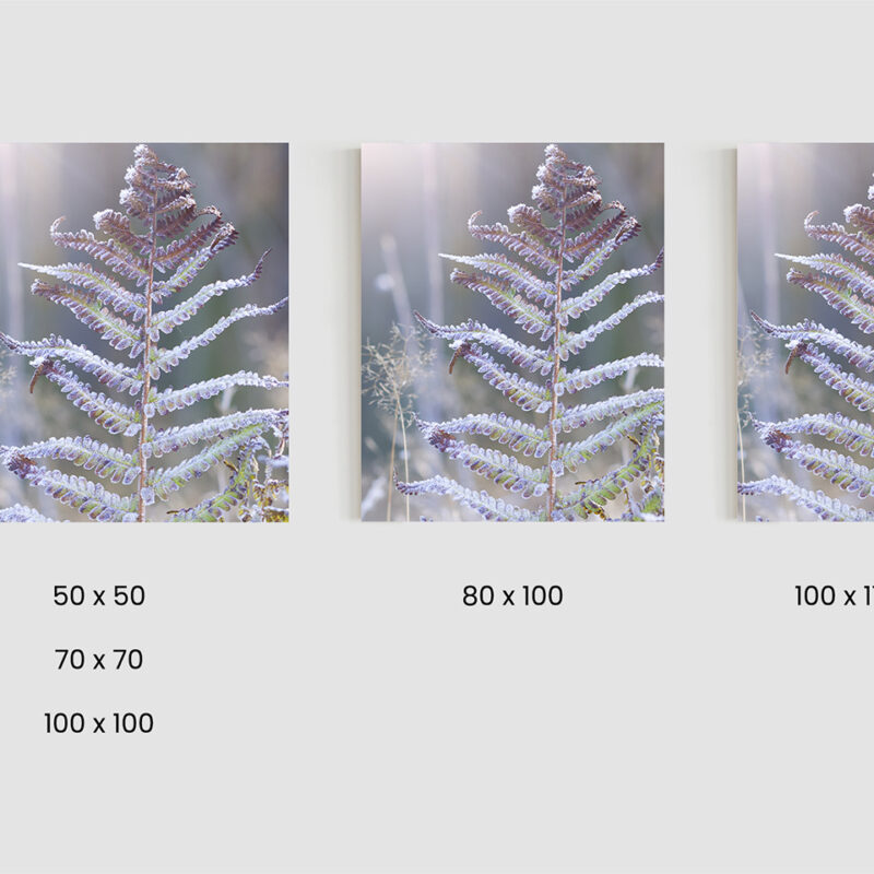 Größen_Metallbild_Eisfarn Metallbild Eisfarn