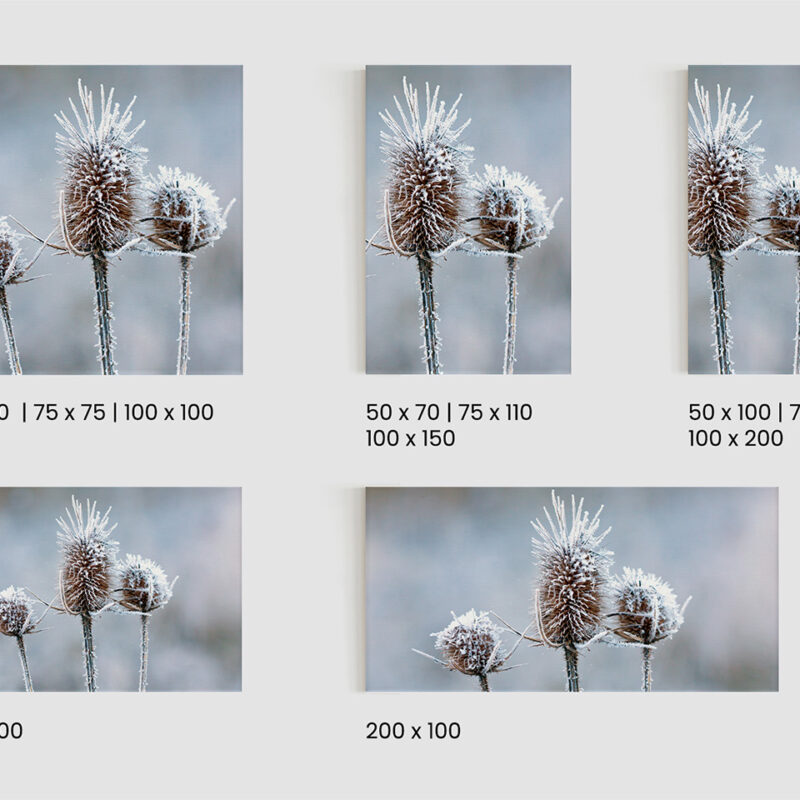 Keilrahmenbild_Eisblume_Größen Keilrahmenbild Eisblume