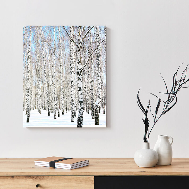 Metallbild_Birke-im-Schnee_weiß Metallbild Birke im Schnee