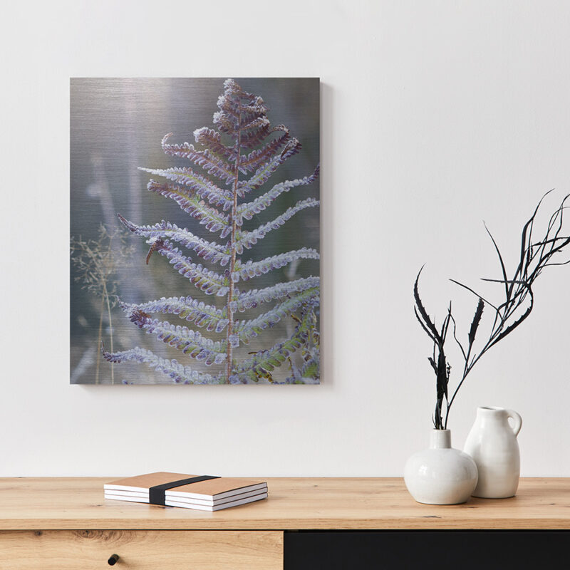 Metallbild_Eisfarn_gebürstet Metallbild Eisfarn