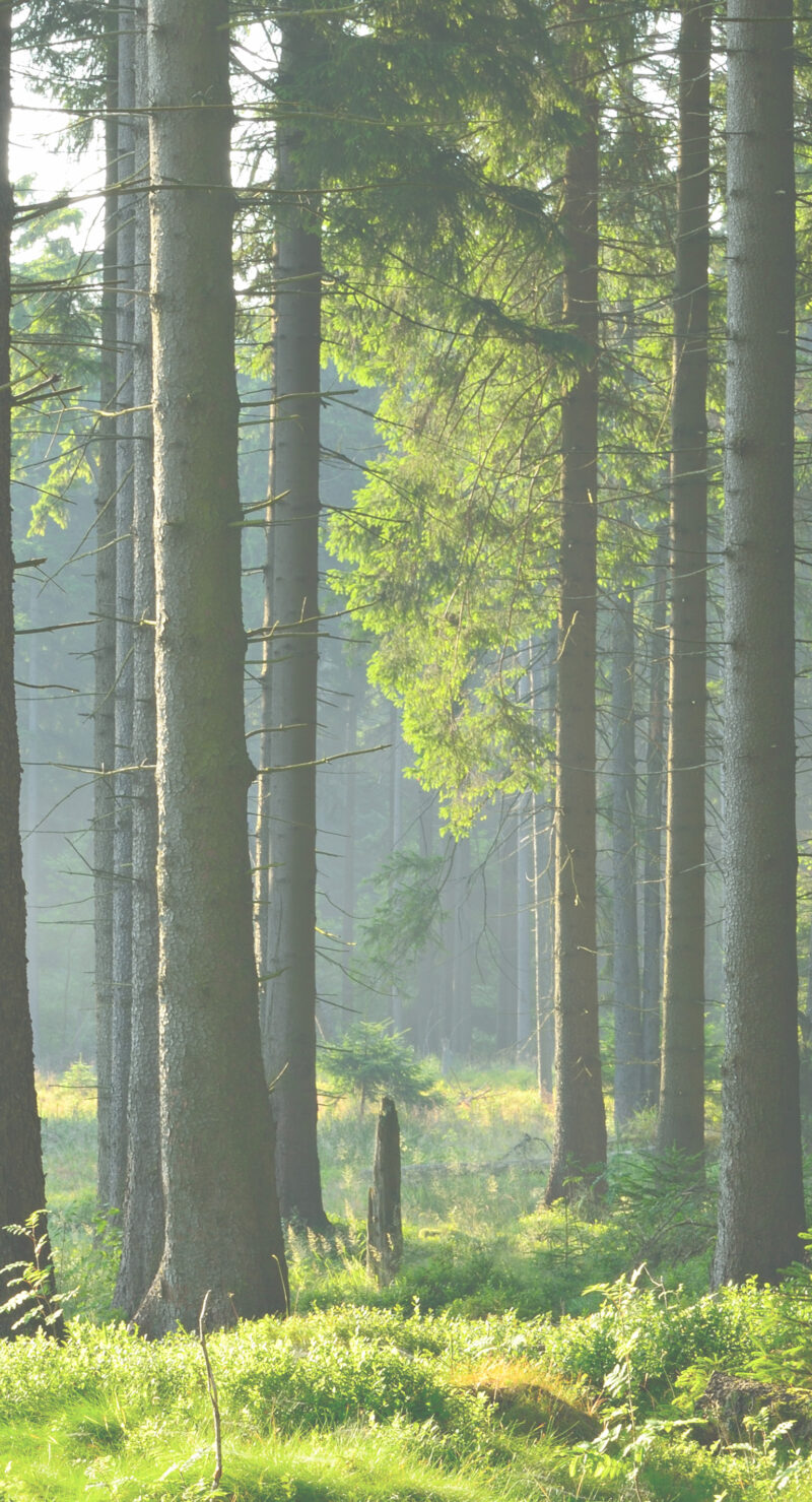 Motiv_Lichtwald-Vorschau Wandverkleidung Lichtwald