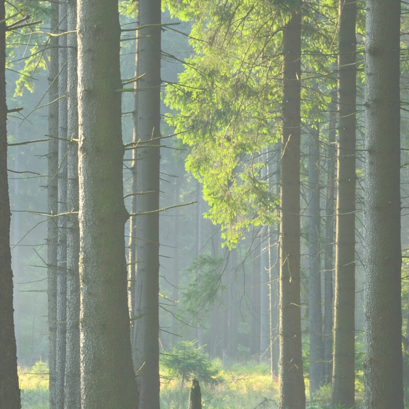 Motiv_Lichtwald-Vorschau Wandverkleidung Lichtwald