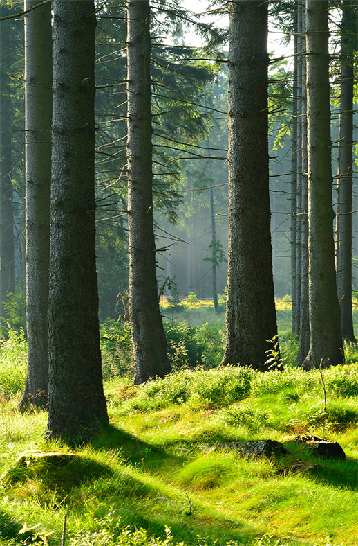 Duschtrennwand für Walk-in Duschen Lichtwald
