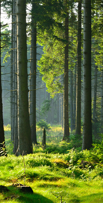 Duschtrennwand für Badewannen Lichtwald
