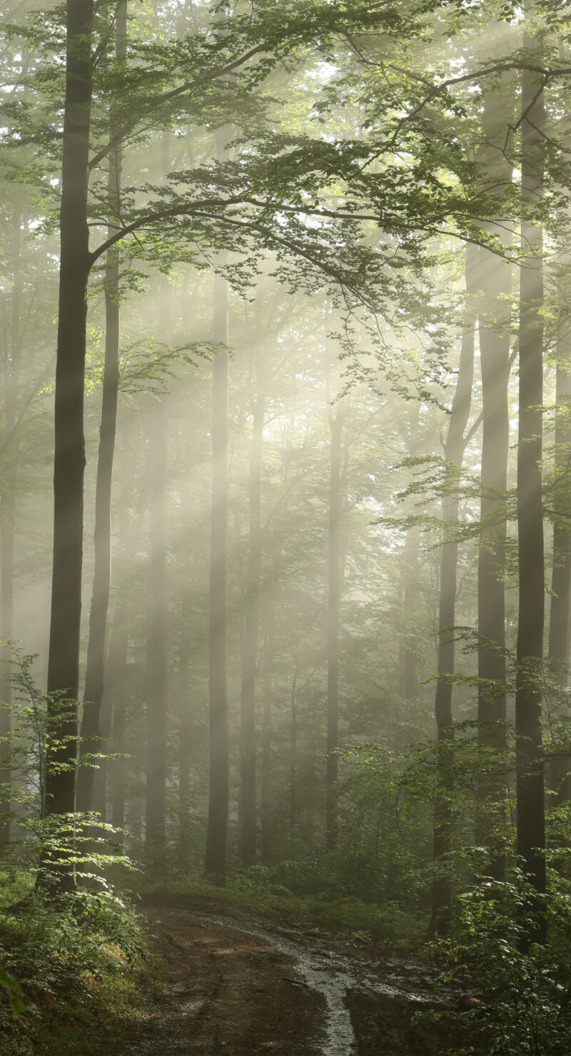 Motiv_Nebelpfad-Vorschau Wandverkleidung Nebelpfad