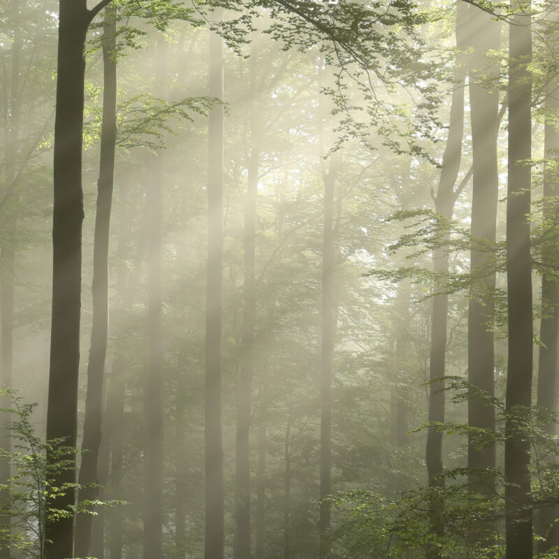 Motiv_Nebelpfad-Vorschau Wandverkleidung Nebelpfad