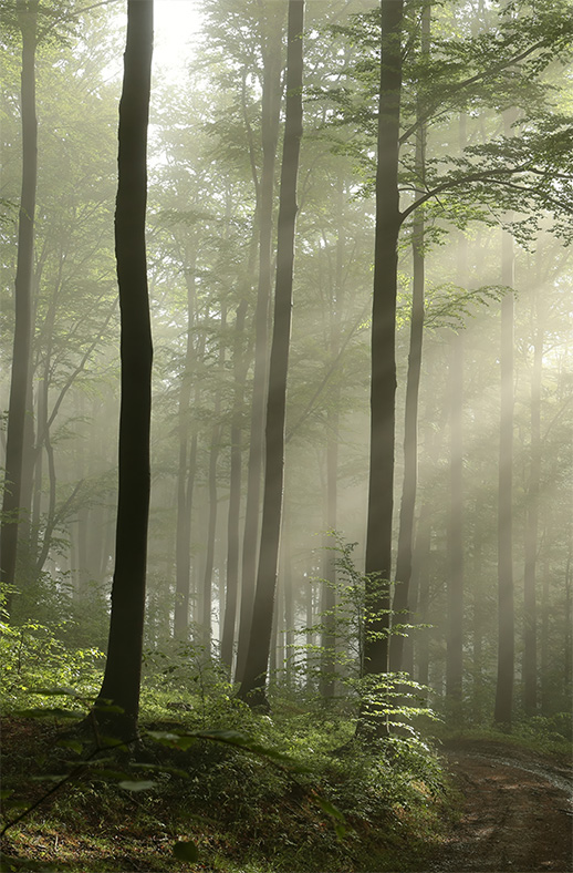 Motiv_Nebelpfad_140x210 Duschtrennwand für Walk-in Duschen Nebelpfad