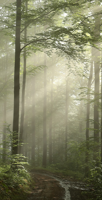 Motiv_Nebelpfad_80x140 Duschtrennwand für Badewannen Nebelpfad