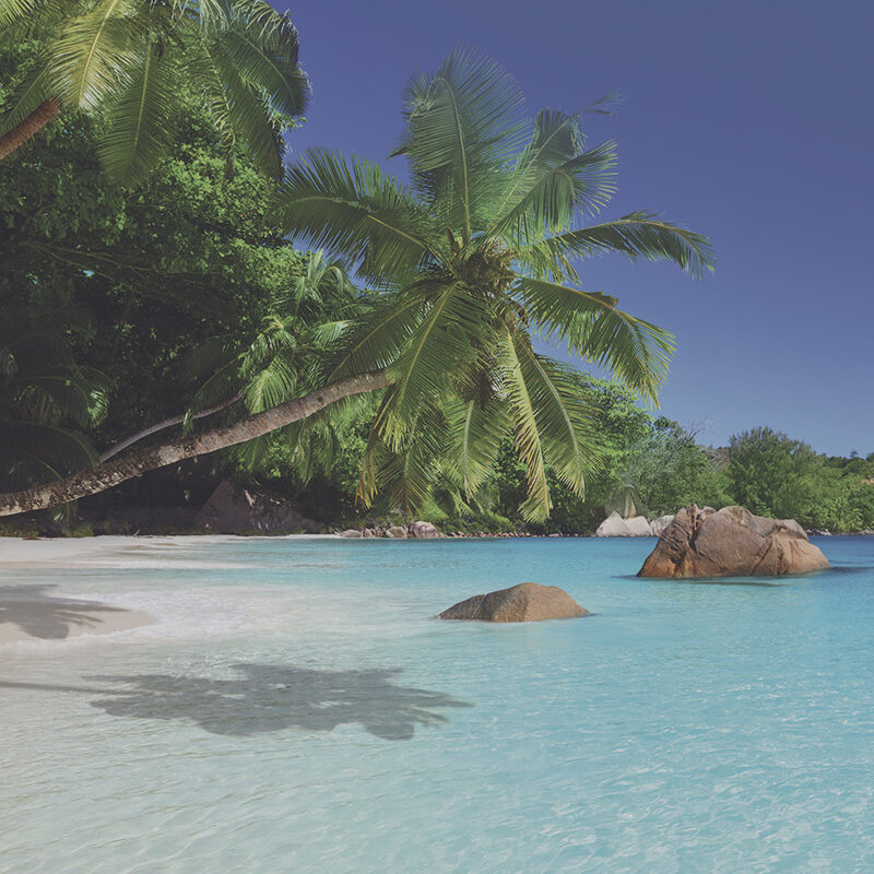 Duschtrennwand für Badewannen Palmenstrand