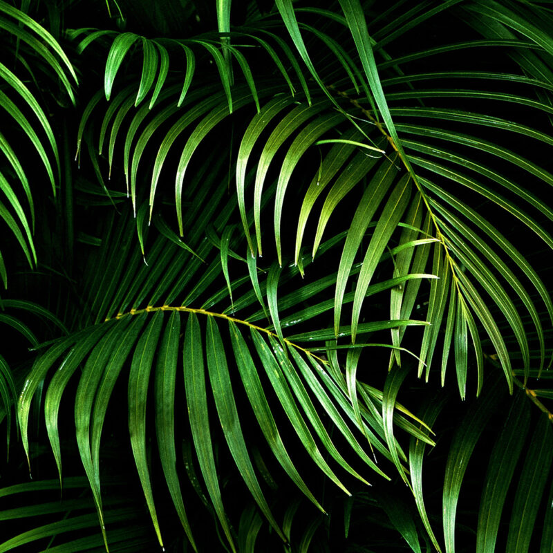 Tapete Palmenblätter