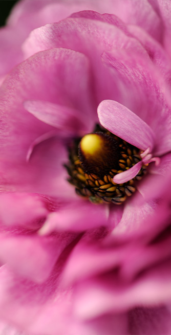 Motiv_Blumenliebe_80x140 Duschtrennwand für Badewannen Blumenliebe