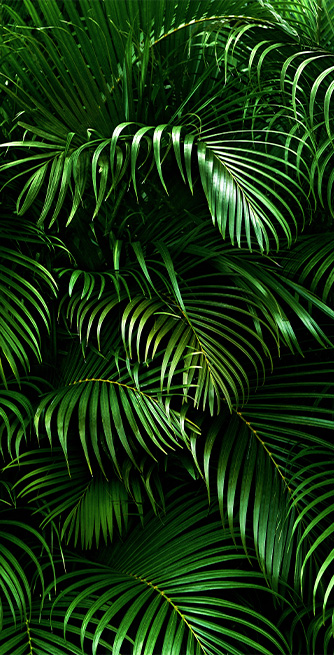 Duschtrennwand für Badewannen Palmenblätter