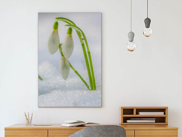Akustikbild Snowdrop