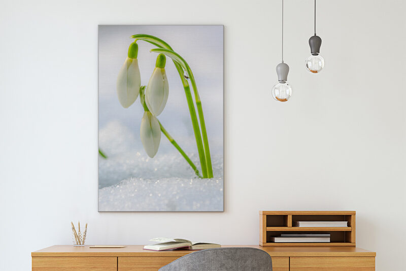 Akustikbild Snowdrop