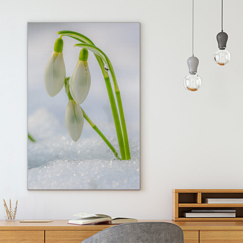 Akustikbild Snowdrop