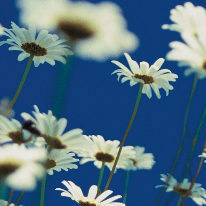 Tapete Margeritenwiese