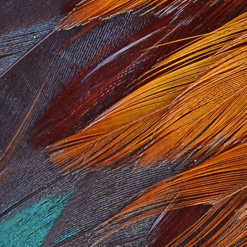 Tapete Papageienfedern