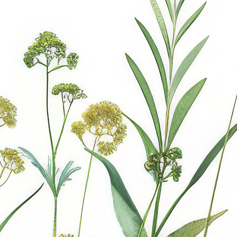 Tapete Botanical Meadow