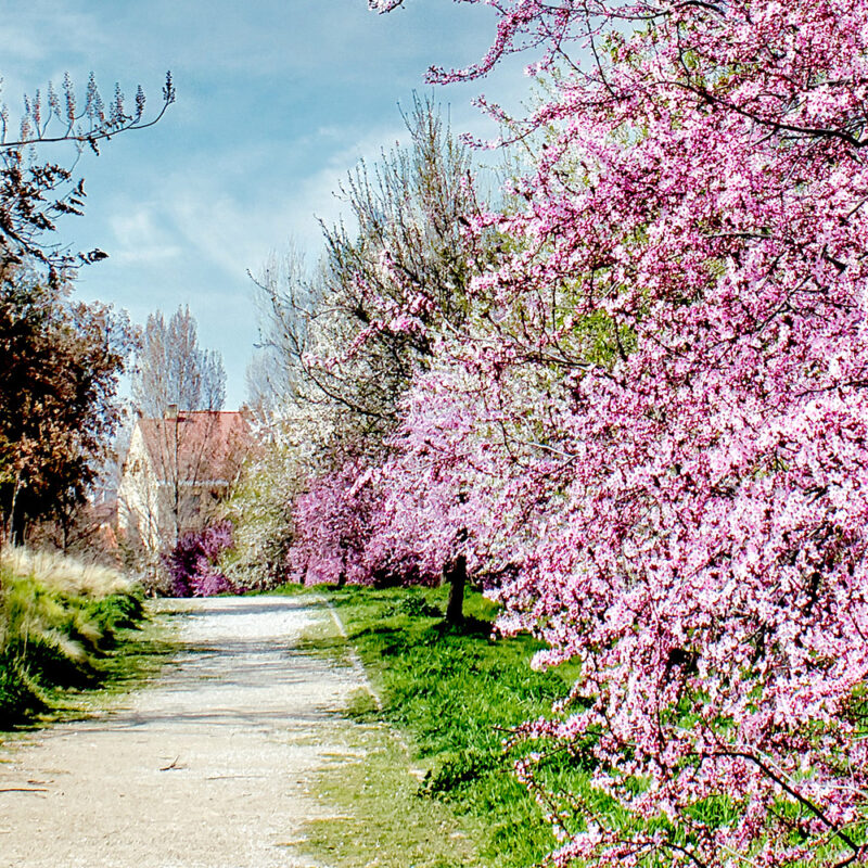 Tapete Frühlingsspaziergang