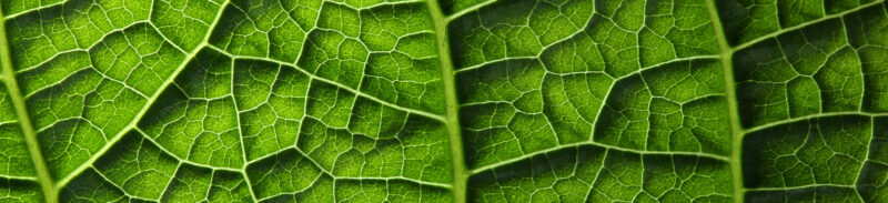 Küchenrückwand Blattstruktur