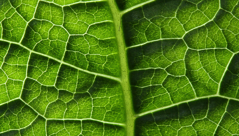 Küchenrückwand Blattstruktur