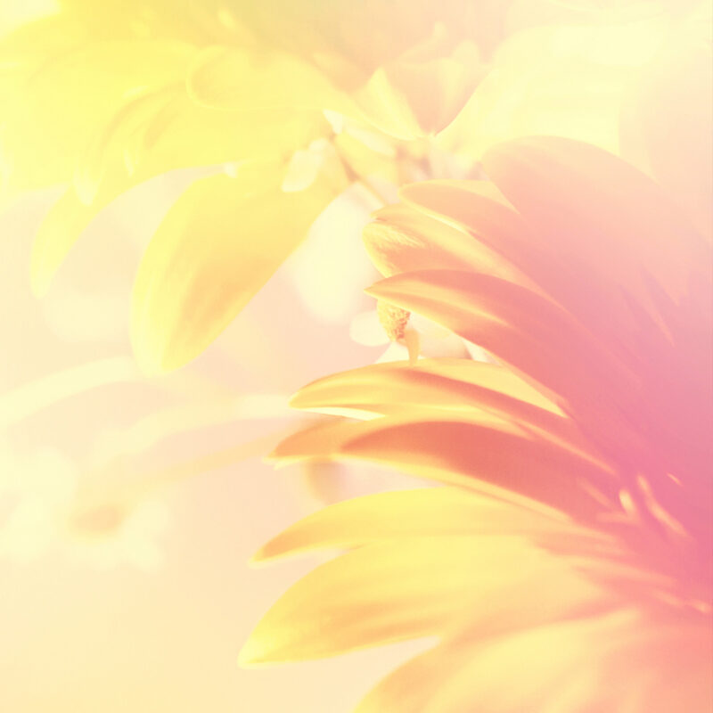 Wandverkleidung Blumenfokus