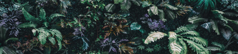 Küchenrückwand Blätterdschungel