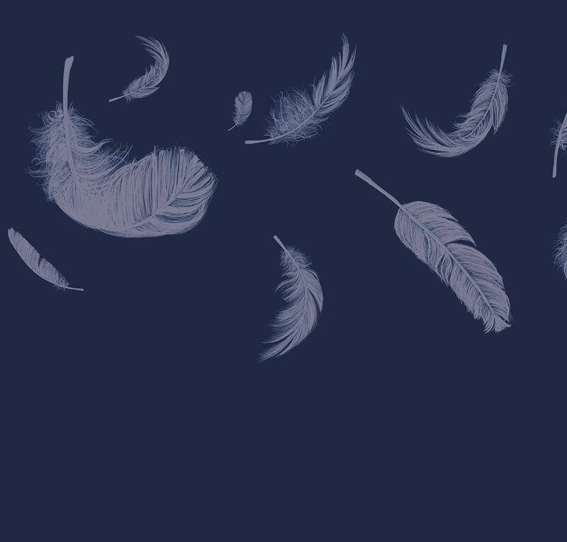 Tapete_500x270_Bahnen_feathers-blue Tapete Feathers Blue